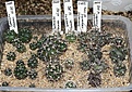Нажмите на изображение для увеличения.

Название:	IMG_9221.jpg
Просмотров:	195
Размер:	195.3 Кб
ID:	328654