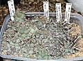 Нажмите на изображение для увеличения.

Название:	IMG_9227.jpg
Просмотров:	192
Размер:	167.2 Кб
ID:	328657