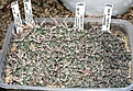 Нажмите на изображение для увеличения.

Название:	IMG_9239.jpg
Просмотров:	200
Размер:	197.2 Кб
ID:	328659