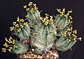 Нажмите на изображение для увеличения.

Название:	Euphorbia_pillansii_IMG_9265.jpg
Просмотров:	184
Размер:	199.0 Кб
ID:	328669