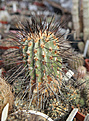 Нажмите на изображение для увеличения.

Название:	Copiapoa_multicoctata.jpg
Просмотров:	160
Размер:	218.1 Кб
ID:	328710