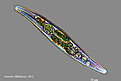 Нажмите на изображение для увеличения.

Название:	Gyrosigma_acuminatum_UR.jpg
Просмотров:	211
Размер:	103.7 Кб
ID:	328713