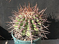 Нажмите на изображение для увеличения.

Название:	1. platyacanthus.jpg
Просмотров:	146
Размер:	192.1 Кб
ID:	328718