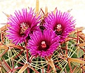 Нажмите на изображение для увеличения.

Название:	55384629 ferocactus latipinus.jpg
Просмотров:	145
Размер:	98.5 Кб
ID:	328726