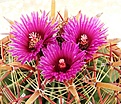 Нажмите на изображение для увеличения.

Название:	55384629 ferocactus latipinus.jpg
Просмотров:	132
Размер:	98.5 Кб
ID:	328726