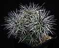 Нажмите на изображение для увеличения.

Название:	Tephrocactus_alexanderi_VG194_IMG_9289.jpg
Просмотров:	202
Размер:	194.1 Кб
ID:	328753