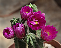 Нажмите на изображение для увеличения.

Название:	Echinocereus_viereckii_v.morricalii.jpg
Просмотров:	155
Размер:	219.8 Кб
ID:	328764