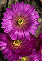 Нажмите на изображение для увеличения.

Название:	Echinocereus_viereckii_v.morricalii_fl.jpg
Просмотров:	133
Размер:	178.6 Кб
ID:	328780