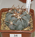 Нажмите на изображение для увеличения.

Название:	22_Echinocactus_horizonthalonius.JPG
Просмотров:	206
Размер:	115.6 Кб
ID:	328820