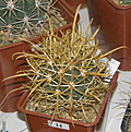 Нажмите на изображение для увеличения.

Название:	23_Ferocactus_chrysacanthus_L010.JPG
Просмотров:	159
Размер:	145.1 Кб
ID:	328821
