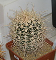 Нажмите на изображение для увеличения.

Название:	24_Ferocactus_cylindraceus_albispinus.JPG
Просмотров:	143
Размер:	140.1 Кб
ID:	328822