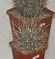 Нажмите на изображение для увеличения.

Название:	25_Glandulicactus_uncinatus_wrightii.JPG
Просмотров:	182
Размер:	127.7 Кб
ID:	328823