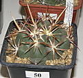 Нажмите на изображение для увеличения.

Название:	27_Thelocactus_heterochromus.JPG
Просмотров:	166
Размер:	122.1 Кб
ID:	328825
