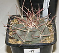 Нажмите на изображение для увеличения.

Название:	28_Thelocactus_hexaedrophorus.JPG
Просмотров:	151
Размер:	110.4 Кб
ID:	328826