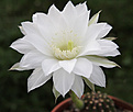 Нажмите на изображение для увеличения.

Название:	Echinopsis_subdenudata.jpg
Просмотров:	150
Размер:	182.4 Кб
ID:	328828