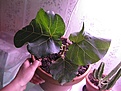 Нажмите на изображение для увеличения.

Название:	IMG_5199.JPG
Просмотров:	208
Размер:	116.2 Кб
ID:	328853