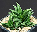 Нажмите на изображение для увеличения.

Название:	Haworthia_nigra_v_diversifolia_IMG_9308.jpg
Просмотров:	161
Размер:	138.4 Кб
ID:	328855