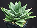Нажмите на изображение для увеличения.

Название:	Haworthia_marginata_West-Cape_ES15692_IMG_9315.jpg
Просмотров:	168
Размер:	116.4 Кб
ID:	328856