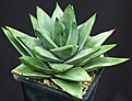 Нажмите на изображение для увеличения.

Название:	Haworthia_marginata_West-Cape_ES15692_IMG_9315.jpg
Просмотров:	152
Размер:	116.4 Кб
ID:	328856