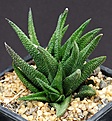 Нажмите на изображение для увеличения.

Название:	Haworthia_scabra_Oudtshoorn_IMG_9321.jpg
Просмотров:	167
Размер:	139.3 Кб
ID:	328857