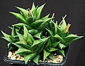 Нажмите на изображение для увеличения.

Название:	Haworthia_beanii_RIB0624_IMG_9334.jpg
Просмотров:	196
Размер:	132.6 Кб
ID:	328859