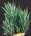 Нажмите на изображение для увеличения.

Название:	Haworthia_glauca_RIB0208_IMG_9339.jpg
Просмотров:	189
Размер:	137.7 Кб
ID:	328860