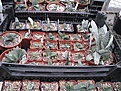 Нажмите на изображение для увеличения.

Название:	greenhouse52.JPG
Просмотров:	517
Размер:	235.6 Кб
ID:	328873