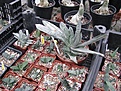 Нажмите на изображение для увеличения.

Название:	greenhouse53.JPG
Просмотров:	502
Размер:	238.3 Кб
ID:	328874