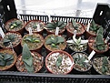 Нажмите на изображение для увеличения.

Название:	greenhouse54.JPG
Просмотров:	506
Размер:	213.9 Кб
ID:	328875