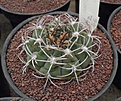 Нажмите на изображение для увеличения.

Название:	gbs_7_Gymnocalycium.jpg
Просмотров:	338
Размер:	89.4 Кб
ID:	328884
