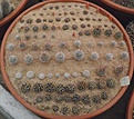 Нажмите на изображение для увеличения.

Название:	gbs_10_young_plants.jpg
Просмотров:	338
Размер:	93.0 Кб
ID:	328887
