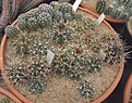 Нажмите на изображение для увеличения.

Название:	gbs_11_young-plants.jpg
Просмотров:	362
Размер:	112.8 Кб
ID:	328888