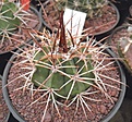 Нажмите на изображение для увеличения.

Название:	gbs_20_melocactus.jpg
Просмотров:	334
Размер:	97.6 Кб
ID:	328896