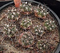 Нажмите на изображение для увеличения.

Название:	gbs_25_gymnocalycium.jpg
Просмотров:	319
Размер:	98.9 Кб
ID:	328897