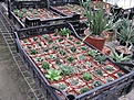 Нажмите на изображение для увеличения.

Название:	greenhouse46.JPG
Просмотров:	188
Размер:	256.0 Кб
ID:	328908