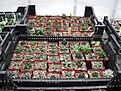 Нажмите на изображение для увеличения.

Название:	greenhouse48.JPG
Просмотров:	192
Размер:	225.5 Кб
ID:	328910