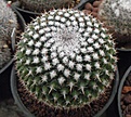 Нажмите на изображение для увеличения.

Название:	gbs_30_mammillaria.jpg
Просмотров:	317
Размер:	94.9 Кб
ID:	328913