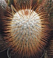 Нажмите на изображение для увеличения.

Название:	gbs_31_mammillaria.jpg
Просмотров:	326
Размер:	80.0 Кб
ID:	328914