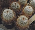 Нажмите на изображение для увеличения.

Название:	gbs_32_mammillaria.jpg
Просмотров:	341
Размер:	89.7 Кб
ID:	328915