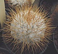 Нажмите на изображение для увеличения.

Название:	gbs_33_mammillaria.jpg
Просмотров:	331
Размер:	81.2 Кб
ID:	328916