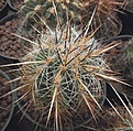 Нажмите на изображение для увеличения.

Название:	gbs_35_thelocactus_lausseri.jpg
Просмотров:	329
Размер:	113.1 Кб
ID:	328918