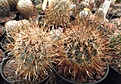 Нажмите на изображение для увеличения.

Название:	gbs_42_ancistrocactus.jpg
Просмотров:	280
Размер:	110.8 Кб
ID:	328958