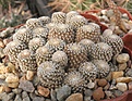 Нажмите на изображение для увеличения.

Название:	Copiapoa-laui.jpg
Просмотров:	526
Размер:	96.5 Кб
ID:	328962