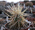 Нажмите на изображение для увеличения.

Название:	Echinocereus_hankokii.jpg
Просмотров:	159
Размер:	187.0 Кб
ID:	329001
