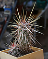Нажмите на изображение для увеличения.

Название:	Echinocereusbrandegeei_MG18363.jpg
Просмотров:	161
Размер:	212.4 Кб
ID:	329002