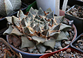 Нажмите на изображение для увеличения.

Название:	Ariocarpus_sv.frumdosus.jpg
Просмотров:	296
Размер:	205.1 Кб
ID:	329011