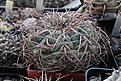 Нажмите на изображение для увеличения.

Название:	Gymnocalycium_spegazzinii_VG108.jpg
Просмотров:	584
Размер:	202.1 Кб
ID:	329026