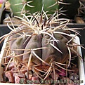 Нажмите на изображение для увеличения.

Название:	Gymnocalycium_spegazzinii_major_KF96-275_941a_01.jpg
Просмотров:	650
Размер:	39.8 Кб
ID:	329028