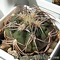 Нажмите на изображение для увеличения.

Название:	Gymnocalycium_spegazzinii_punillense_VS79.jpg
Просмотров:	593
Размер:	41.8 Кб
ID:	329029