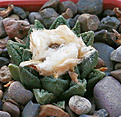 Нажмите на изображение для увеличения.

Название:	Ariocarpus_fissuratus_ssp.hintonii.jpg
Просмотров:	149
Размер:	186.5 Кб
ID:	329031